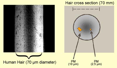 pm-hair